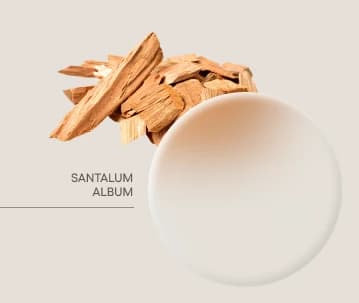 Sandalwood — Santalum album
