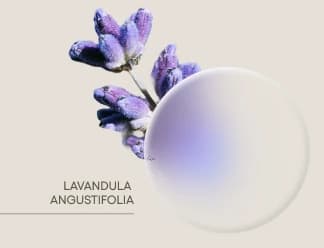 Lavender — Lavandula angustifolia