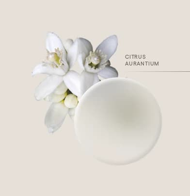 Orange blossom — Citrus aurantium